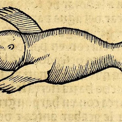 Resources-Amazonian-Manatee-1533-1898